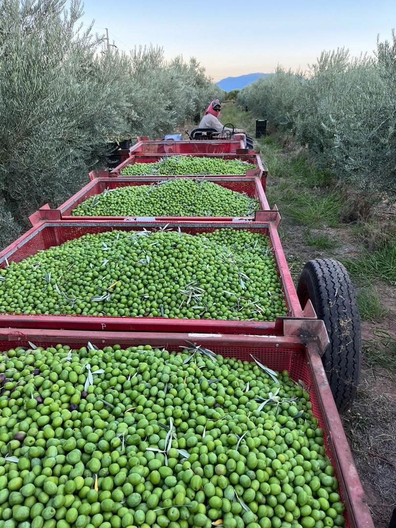 Olive harvest